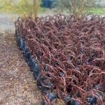 ALİCANTE BOUSCHET ASMA FİDANI - Görsel 2