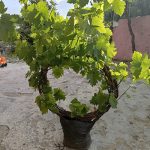 ALİCANTE BOUSCHET ASMA FİDANI - Görsel 4