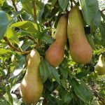 ABBATE FETEL ARMUT FİDANI