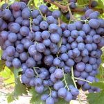 ALİCANTE BOUSCHET ASMA FİDANI