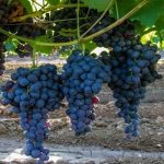 ALPHONSE LAVELLEE ASMA FİDANI