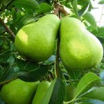 BAHRİBEY ARMUT FİDANI