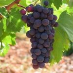 ÇAL KARASI ASMA FİDANI