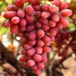 CRİMSON SEEDLESS ASMA FİDANI