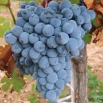 EFES KARASI ASMA FİDANI