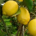 İNTERDONATO LİMON FİDANI