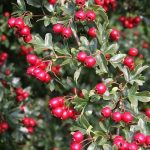 KIRMIZI ALIÇ FİDANI