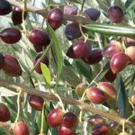 KORONEİKİ (BODUR) ZEYTİN FİDANI