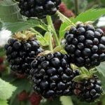 LOCH NESS BÖĞÜRTLEN FİDANI