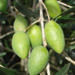 MEMECİK ZEYTİN FİDANI