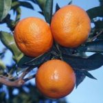 NOVA MANDALİNA FİDANI