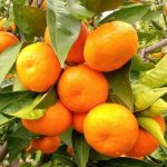 SATSUMA MANDALİNA FİDANI