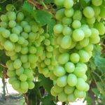 SUPERRİOR SEEDLESS ASMA FİDANI