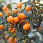 MİHO WASE MANDALİNA FİDANI