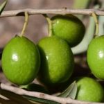 TAVŞAN YÜREĞİ ZEYTİN FİDANI