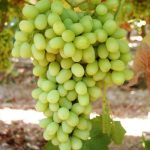 THOMSON SEEDLESS ASMA FİDANI