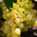 YAPINCAK ASMA FİDANI